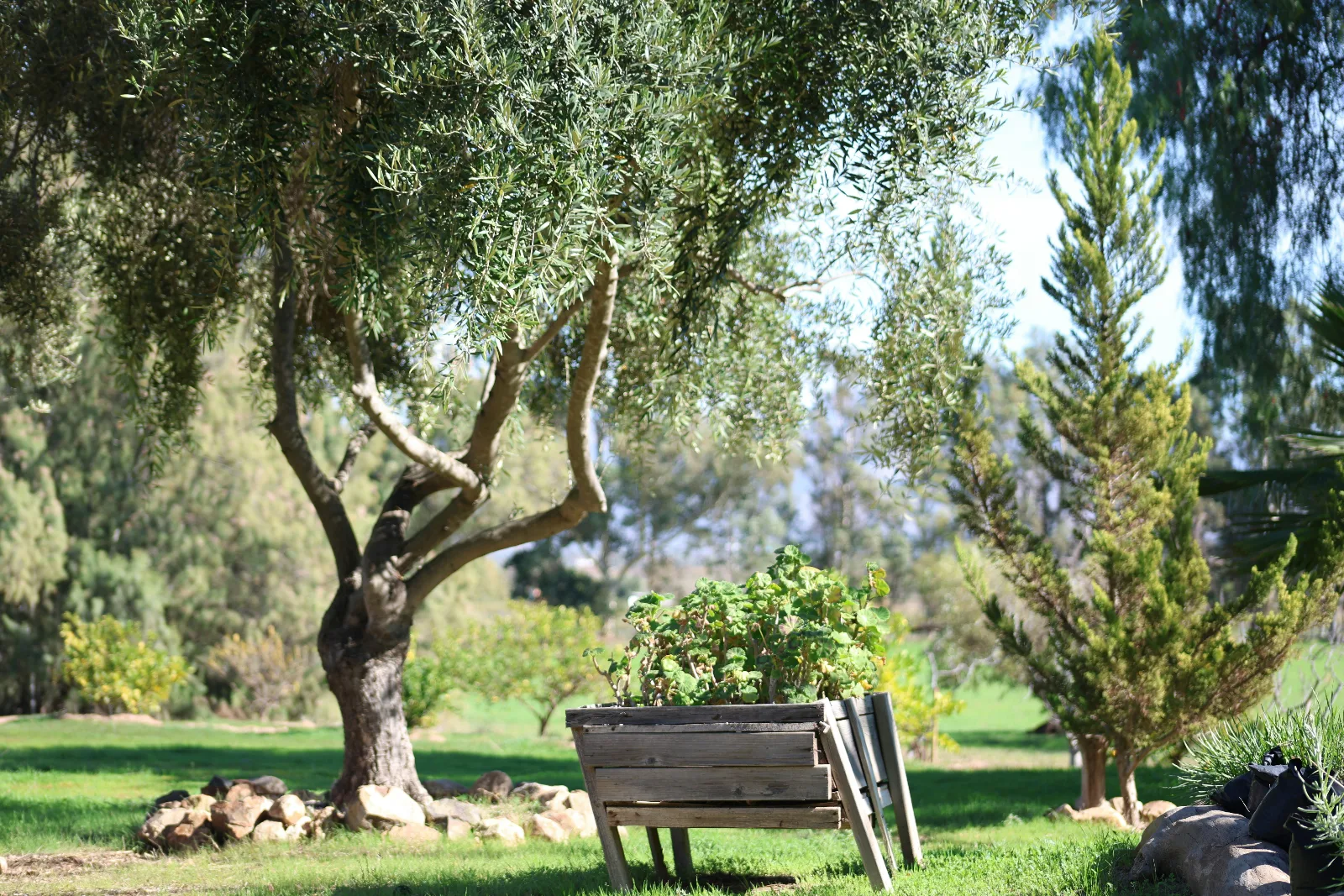 Centuries-old olive trees and peaceful gardens
