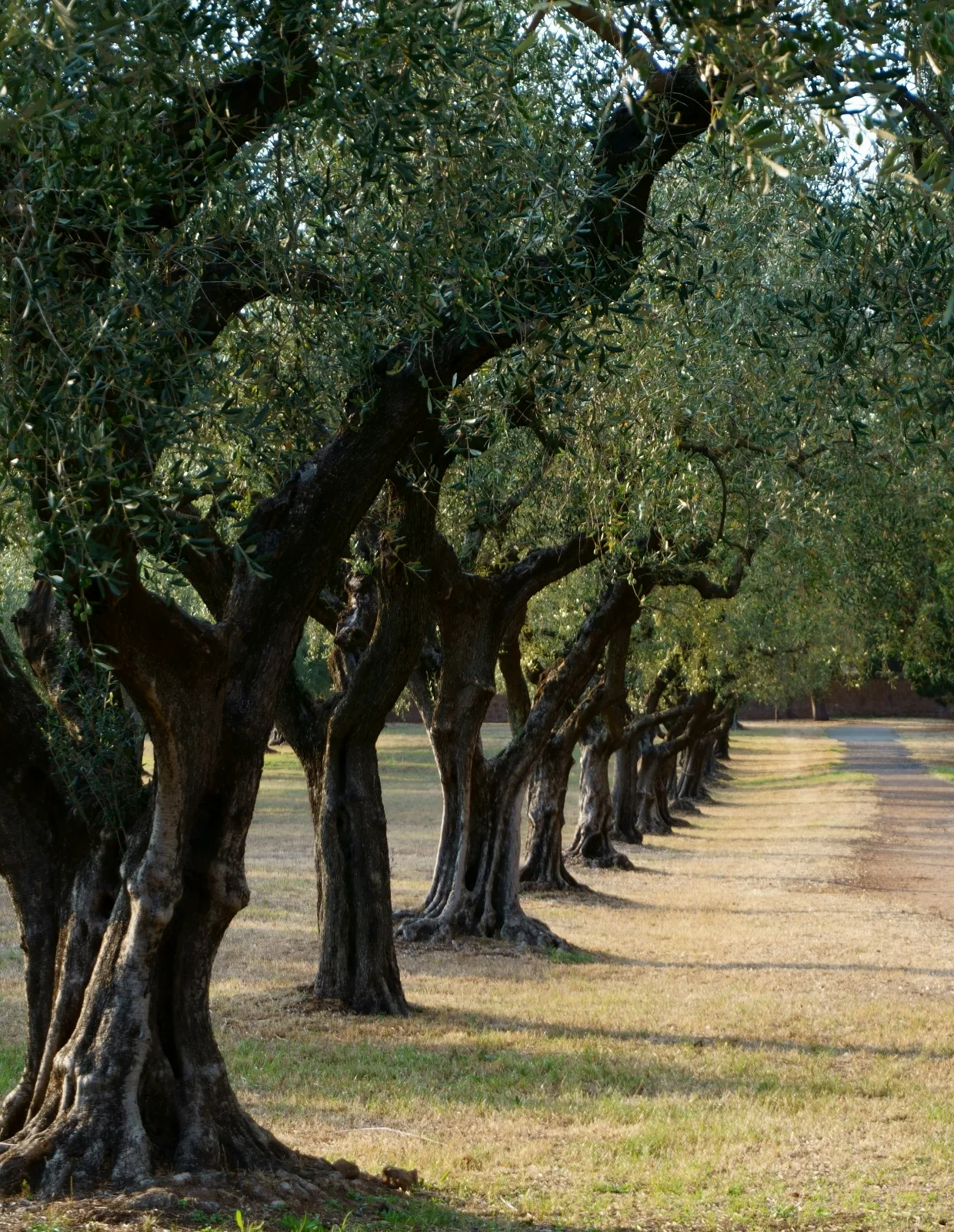 Walk among ancient olive trees